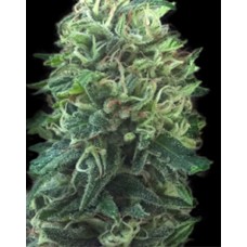 Green Scout Cookies Feminised