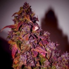 Himalaya Blue Diesel Feminised