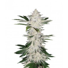 Auto Chemdawg Feminised