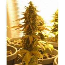 Lowryder Original Autoflowering Feminised