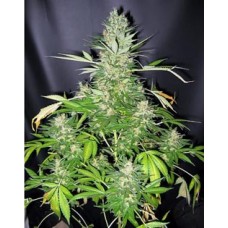 Lowryder2 Autoflowering Feminised Seeds