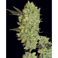 Marley s Bud Feminised