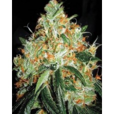 Original Orange Bud Feminised