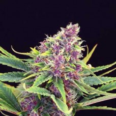 Purple Kush Feminised