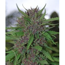 Purple Kush Feminised