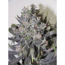 Auto Blue Mystic Feminised