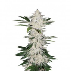 Auto Chemdawg Feminised