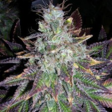 Auto Blueberry Bliss Feminised