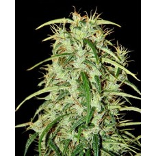 Skunk Haze F1 Seedsman