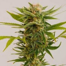 Sour Diesel Feminised