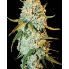 Special Crystal Haze Feminised