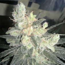 Super Lemon Haze Feminised