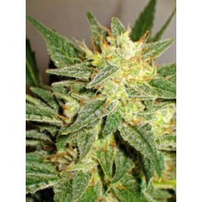 Top Skunk 44 x AK-47 Feminised