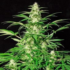 White Russian