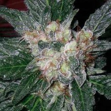 Violator Kush Feminised