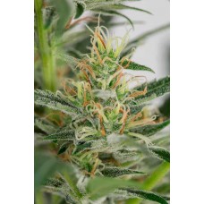 Auto Amnesia XXL Feminised