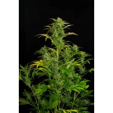 Auto Blue Amnesia XXL Feminised