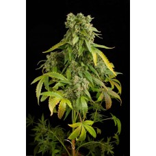 Auto Blue Cheese Feminised