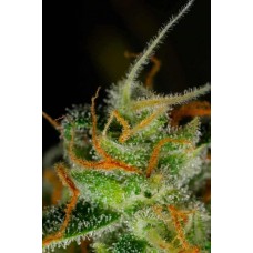 Auto Blue Critical Feminised