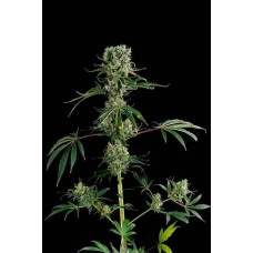 Auto Moby Dick XXL Feminised