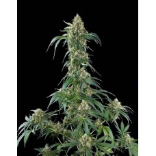 Auto White Widow Feminised