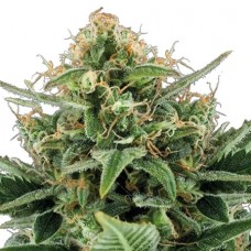 Auto Jack Herer Feminised