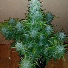 Auto G14 Feminised