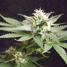 Auto Great White Feminised F1 Seedsman