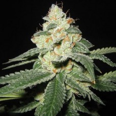 Auto Great White Shark