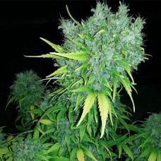 Auto Haze GOM Feminised