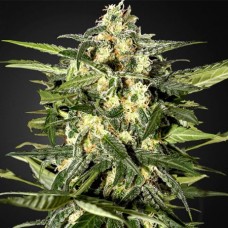 Auto Jack Herer Feminised