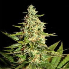 Auto Mini Gun Feminised F1 Seedsman