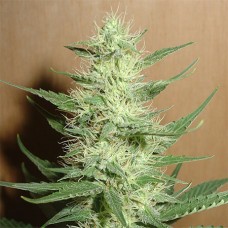 Auto Big Bud Feminised