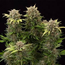 Auto Moby Dick Feminised