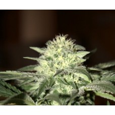 Auto Moscow Feminised F1 Seedsman