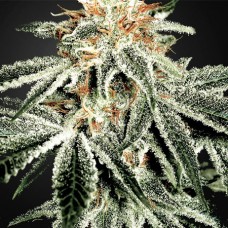 White Widow Feminised