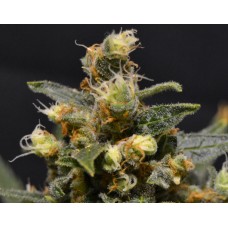 CBD AK-47 Feminised