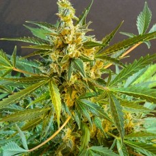 Auto Great White Shark Fem