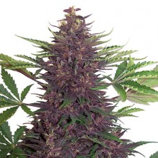 Auto Purple Kush Feminised