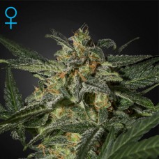 White Widow Feminised