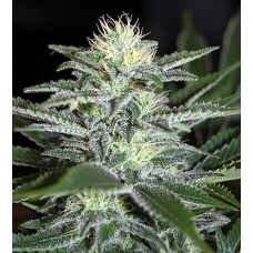 White Widow Feminised