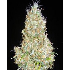 White Widow x Jack Herer Feminised