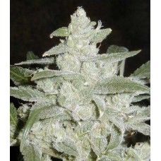 White Widow