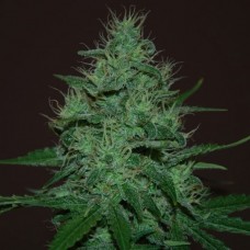 Amnesia Haze Feminised