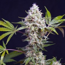 Afghan Haze Feminized