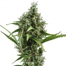 CBD Amnesia Feminised