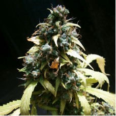 Auto Amnesia Feminised