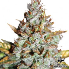 Auto Blueberry Feminised