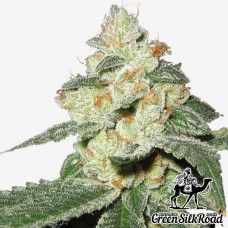 Auto Great White Shark Feminised