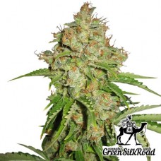 Auto White Russian Feminised